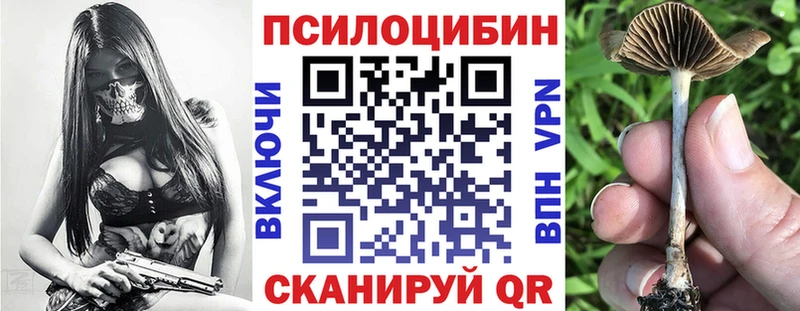 сколько стоит  Белорецк  Псилоцибиновые грибы Psilocybe 